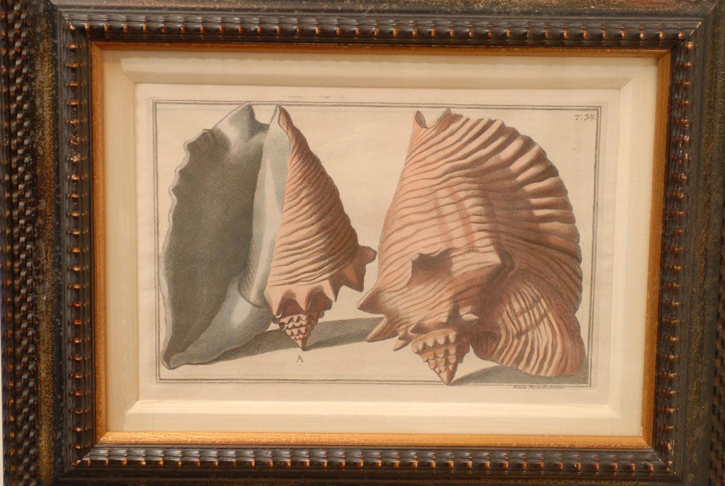 Wood Set of Three Framed Prints of Large Sea Shells by Italian Artist, 19th Century